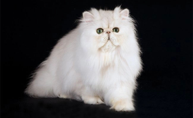 Breed Standard: Persian (Padrão Persa)