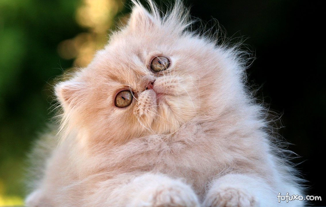 Devo criar um gato Persa?