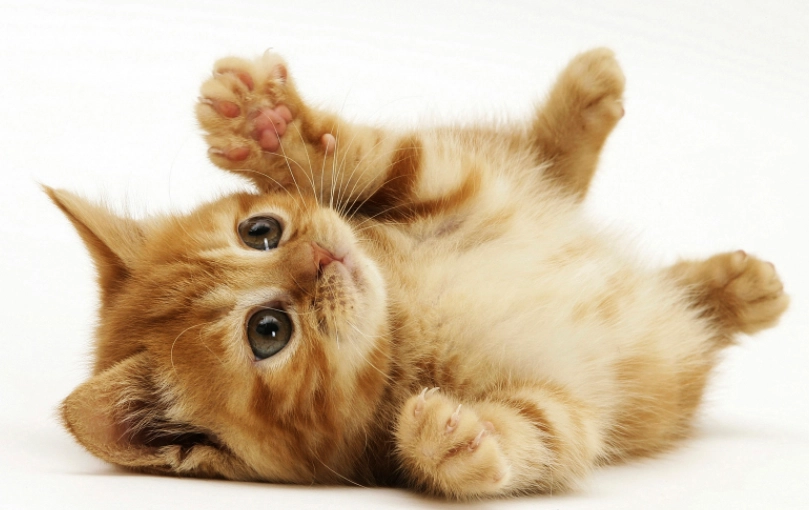 O que considerar antes de se decidir a ter um gatinho