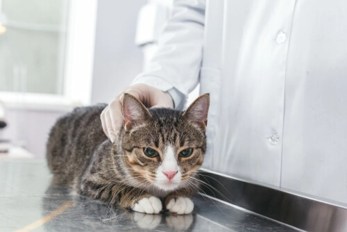 CASTRAÇÃO: mitos e verdades (prós e contras)