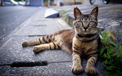 Gatos não podem frequentar a rua