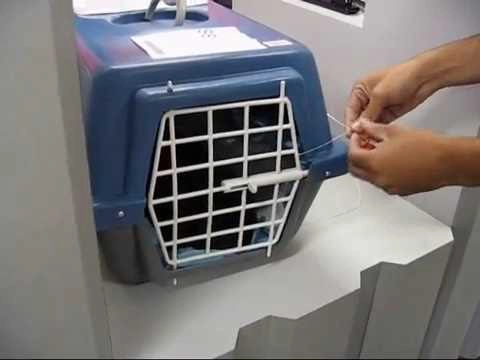 Entrega do filhote via despacho aéreo