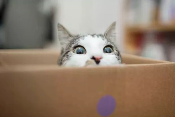 Você quer ter apenas um gato?