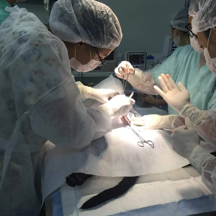 Contracepção Cirúrgica em Felinos Domésticos