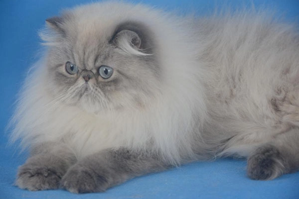 PetitGatô's Chanell