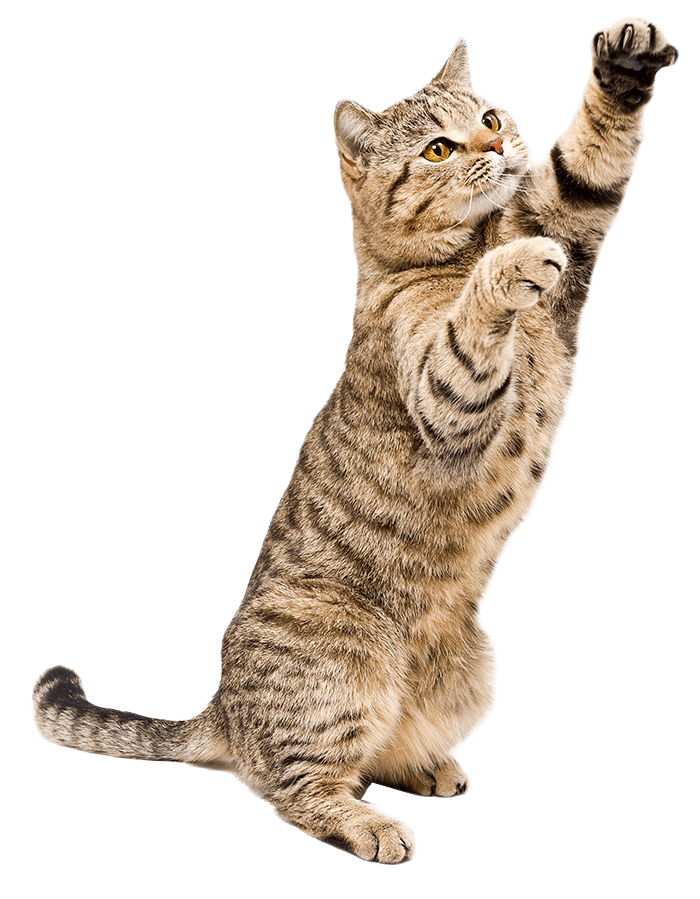 Informações importantes sobre como ser um bom tutor de gatos